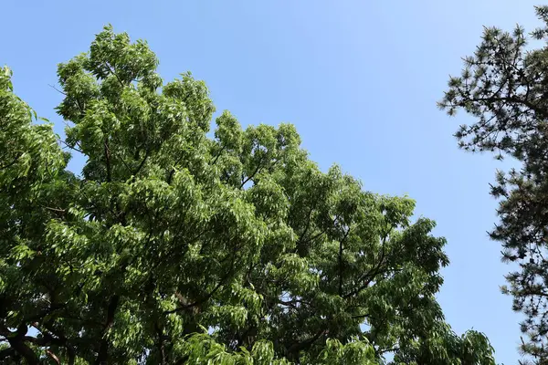 Yaz doğası mavi gökyüzü yeşil arkaplan resmi