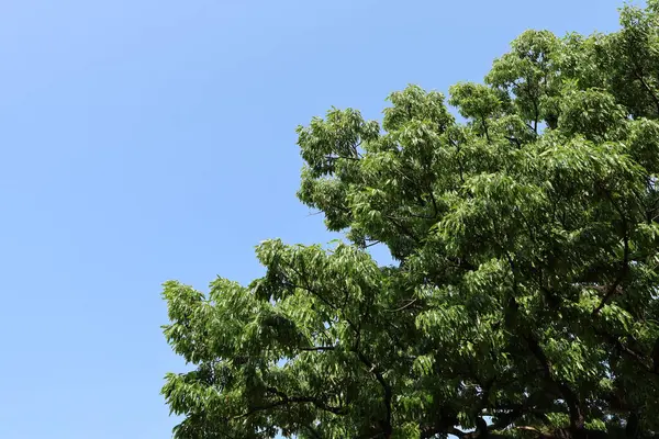 Yaz doğası mavi gökyüzü yeşil arkaplan resmi