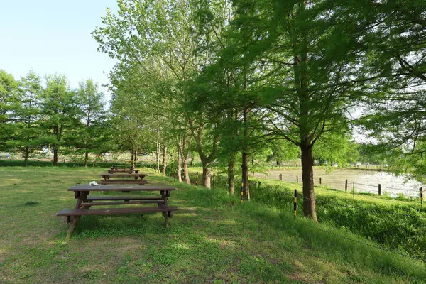 Sonbahar atmosferli yaz parkı manzarası