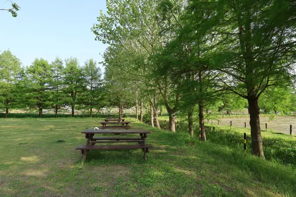 Sonbahar atmosferli yaz parkı manzarası