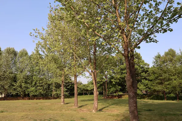 Sonbahar atmosferli yaz parkı manzarası