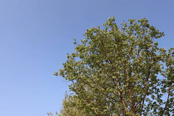 Sonbahar atmosferli yaz parkı manzarası