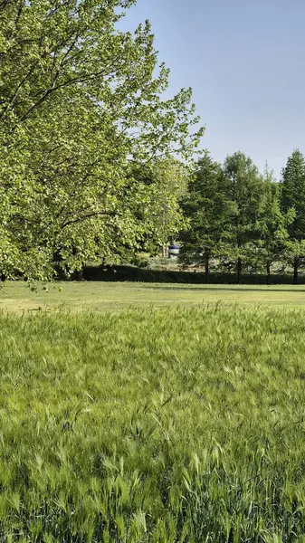 Yaz doğası mavi gökyüzü yeşil arkaplan resmi