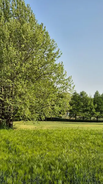 Yaz doğası mavi gökyüzü yeşil arkaplan resmi
