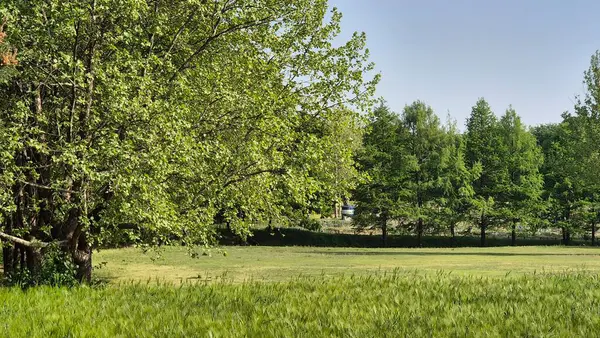 Yaz doğası mavi gökyüzü yeşil arkaplan resmi