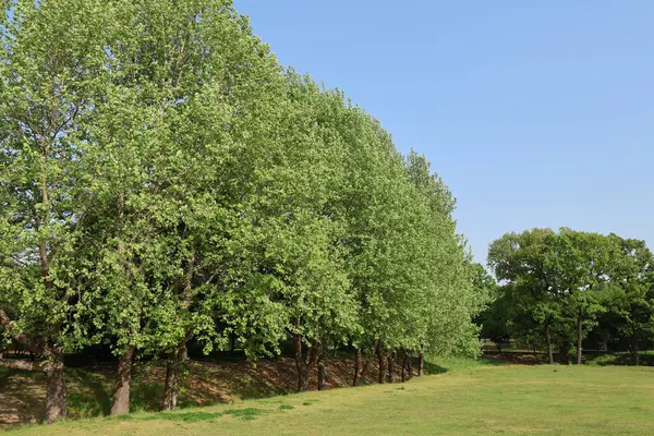 Yaz doğası mavi gökyüzü yeşil arkaplan resmi