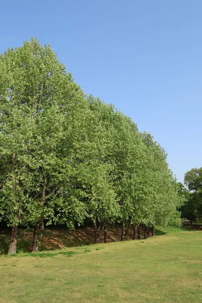 Yaz doğası mavi gökyüzü yeşil arkaplan resmi