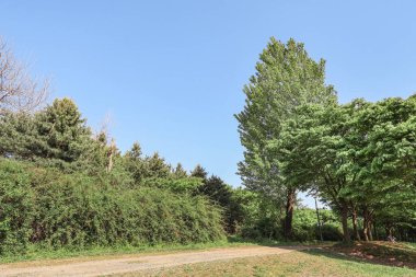 Mavi gökyüzü ve yeşil doğal park