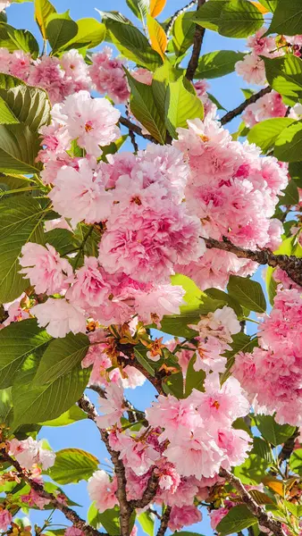 Çifte kiraz çiçekleriyle bahar gezisi.