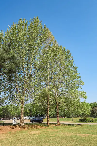 Çifte kiraz çiçekleriyle bahar gezisi.