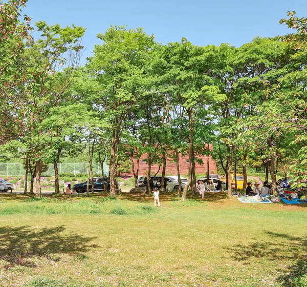 Çifte kiraz çiçekleriyle bahar gezisi.