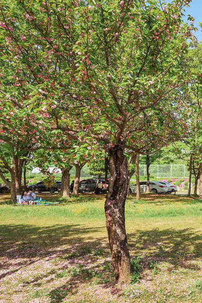 Çifte kiraz çiçekleriyle bahar gezisi.