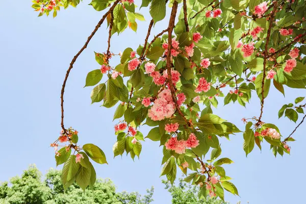 Çifte kiraz çiçekleriyle bahar gezisi.