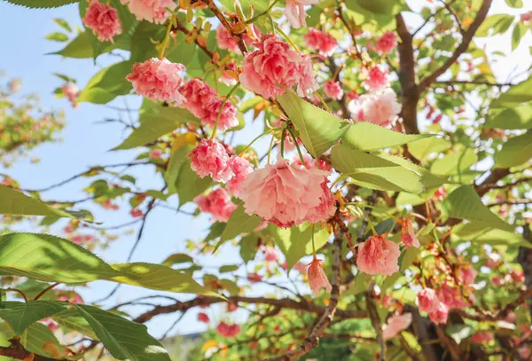 Çifte kiraz çiçekleriyle bahar gezisi.