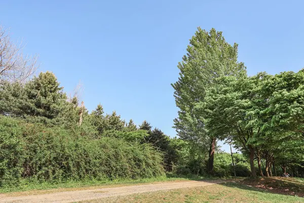 Mavi gökyüzü ve yeşil doğal park