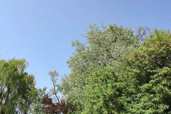 Mavi gökyüzü ve yeşil doğal park