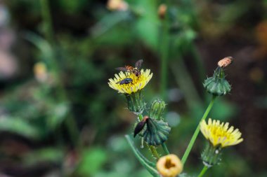 Karahindiba çiçeği sinekler ve bal tarafından ziyaret edilen yabani bitki