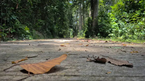 Bereketli tropikal bir orman içinde beton bir yola saçılmış kuru yaprakların yakın görüntüsü