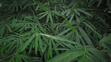 Yoğun bir bambu yaprağı kümesi, yoğun yeşil bambu yaprakları çerçeveyi doldurur.