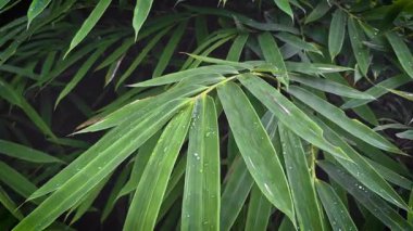 Bambu Damlacıkları Yavaş Çekimde Yapraklar