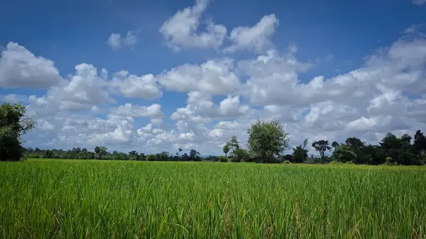 Mavi Gök Altında Yeşil Pirinç Tarlası Kırsalda Beyaz Bulutlu