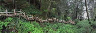 Pasifik sahili ormanlarından sahile doğru uzanan tahta tahta bir merdiven..