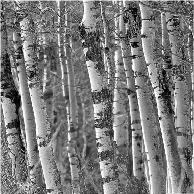 Siyah beyaz Aspen Ağacı gövdelerinin eşsiz sanatsal yakın plan fotoğrafı.