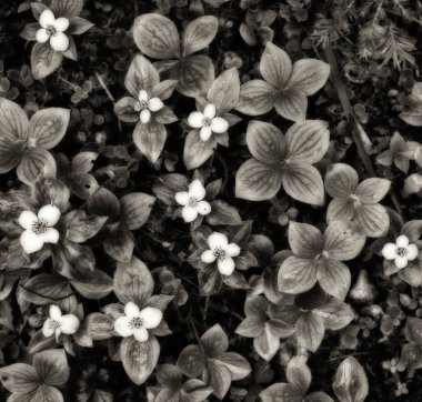 Siyah ve beyaz tonlanmış dağ çiçekleri ve yaprakları..