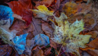 Sonbaharda renkli akçaağaç yapraklarının sanatsal çizimi.