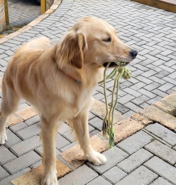Oyuncak bir Golden Retriever, ağzında ip oyuncağı tutuyor. Köpek bir neşe ve neşe yayar. Arka plan bir kaldırım taşı avlusu. Bu da evcil hayvan dostu bir açık hava ortamı olduğunu gösteriyor..