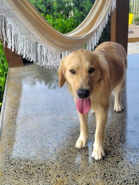 Bir Golden Retriever köpeği, dilini bir hamağın yanındaki verandaya uzatmış ve arka planda yemyeşil bir bitki örtüsü oluşturarak rahatlama atmosferi yaratıyor..