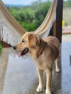 Profilde mutlu bir golden retriever, dili dışarıda, arka planda bir hamak ve yeşillikle sundurmada duruyor, evcil hayvanlarla bağ kurmak için mükemmel bir ortam..