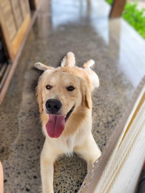 Neşeli bir Golden Retriever, parlak bir verandada uzanmış, dili dışarı çıkmış, kuyruğu sallanıyor, neşe saçıyor ve neşe saçıyor..