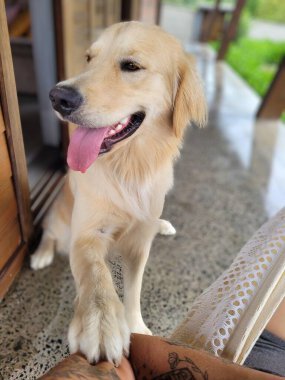 Neşeli bir Golden Retriever sahibinin yanında rahat bir şekilde oturuyor, dili dışarıda, neşe ve şefkat içinde, huzurlu bir evde, rahat bir sundurması ve doğal bir çevresi olan..