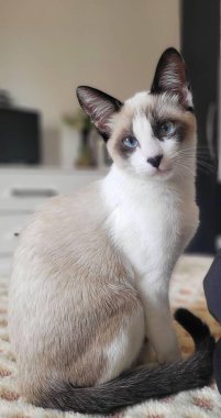 Açık renk kürklü ve siyah benekli bir Siyam kedisi, yatakta oturuyor. Anlamlı mavi gözleri ve sivri kulakları dikkati çeker, merakını ve huzurunu taşır..