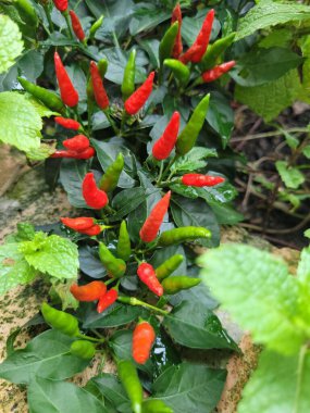 Kırmızı ve yeşil meyveli kırmızı biber bahçesi doğal güzelliklerini sergiliyor. Parlak yeşil yapraklarla çevrili, canlandırıcı bir sahne yaratıyor, tazelik ve baharatı temsil etmek için ideal..