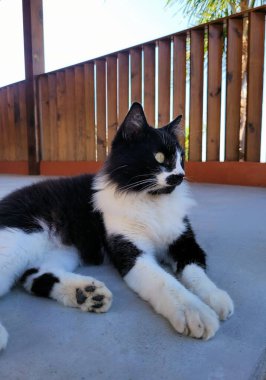 Evin dışında dinlenen siyah beyaz bir kedi. Kedi sakin ve meraklı bir duruşa sahiptir. Arka planda, ahşap bir çit ve güneşli ve tropikal dokunuşlu palmiye ağaçları var..