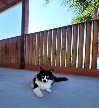 Tüylü, siyah beyaz bir kedi beton zeminde yatıp önüne bakıyor. Arka planda, açık mavi gökyüzünün altında palmiye ağaçları olan güzel bir manzara hayvana huzur verir..