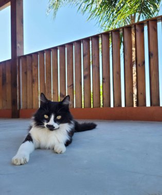 Sağ pençesi yerde uzanmış, beton yüzeyde tembel bir ifadeyle siyah ve beyaz kedi yatıyordu. Arka planda, ahşap bir çit, bir palmiye ağacı ve güzel mavi bir gökyüzü..