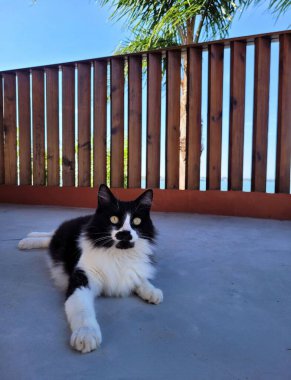 Güneşli bir günde çimento yüzeyinde siyah ve beyaz bir kedi, dışa dönük bir bakış ve aynı zamanda tembellik ve zekilik göstergesi olan bir pençe.