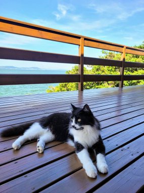 Yetişkin siyah beyaz tüylü bir kedi, arka planda mavi gökyüzü ve bir göl manzarası olan ahşap bir güvertede dinlenir. Hayvan gün ışığında kaygısızdır, doğadaki huzurlu bir anı yakalar..