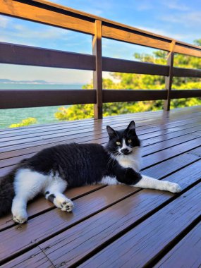 Büyüleyici bir siyah beyaz kedi, arka planda deniz manzarası olan bir güvertede dikiliyor. Bu görüntü, doğal ve huzurlu bir ortamda hayvanlara olan sevgiyi aktarıyor..