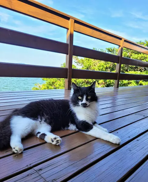 Güzel siyah beyaz tüylü bir kedi güneşli bir günde denize bakan ahşap bir güvertede uzanıyor. Arka plandaki mavi gökyüzü ve yeşillik, hayvan severler için ideal sakin bir sahne yaratıyor..