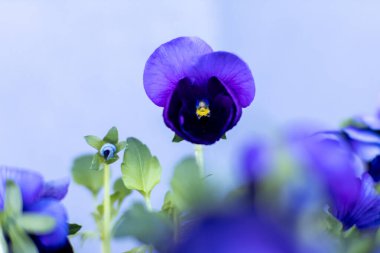 Yumuşak odaklı arka planda duran tek bir koyu mavi nonoş çiçeğinin yakın çekimi. Narin taç yaprakları ve canlı renkler çarpıcı bir botanik portre oluşturuyor. Yüksek kalite fotoğraf