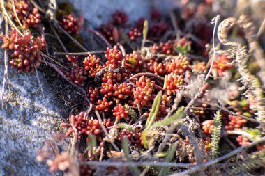 Kayalık bir yüzeyde büyüyen kırmızı sulu bitkilerin yakın çekimi, sıcak güneş ışığıyla yıkanmış. Karmaşık detaylar ve canlı renkler sert ortamlarda doğanın esnekliğini ve güzelliğini vurgular. Yüksek
