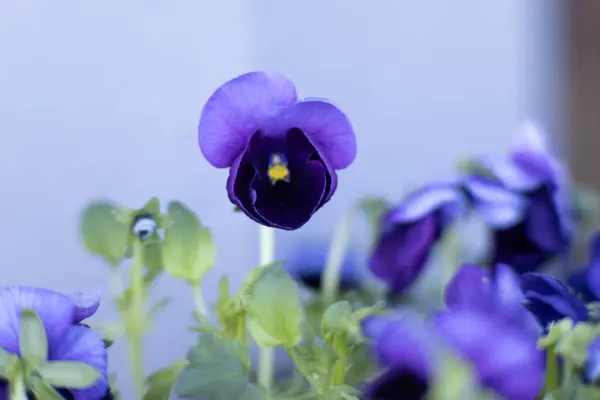 Yumuşak, bulanık çiçek arkaplanlı canlı mor nonoş çiçeği. Narin taç yaprakları ve zengin renkler doğanın güzelliğini vurgular. Yüksek kalite fotoğraf