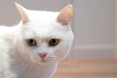 Büyük yeşil gözleri ve tuhaf bir ifadesi olan beyaz evcil bir kedinin yakın plan portresi. Kedilerin kürkü yumuşak ve bakımlıdır. Tarafsız bir arka planı var gibi görünüyor. Yüksek kalite