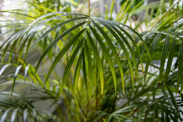 Kapalı alanda, yumuşak doğal ışık ve bulanık arka plan ile yeşil palmiye yapraklarının kapalı, yumuşak doğal ışık ve bulanık arkaplan ile yakın çekim görüntüsü. Yüksek kalite fotoğraf