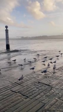 Gün batımında okyanusun yanındaki ıslak bir rampada duran martılar suda iki ikonik sütun ve birinin üzerine tünemiş bir kuş ile dururlar. Yumuşak ışık ve nazik dalgalarla huzurlu sahil sahnesi. Yüksek kaliteli HD 