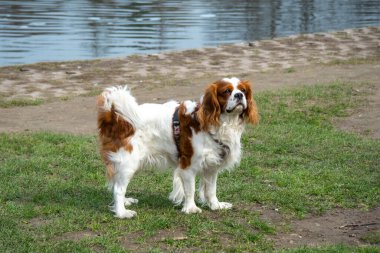 Şövalye Kral Charles Spaniel, bir nehir kıyısında yeşil çimlerin üzerinde duruyor. Bulutlu bir günde dikkatli ve tetikte görünüyor..